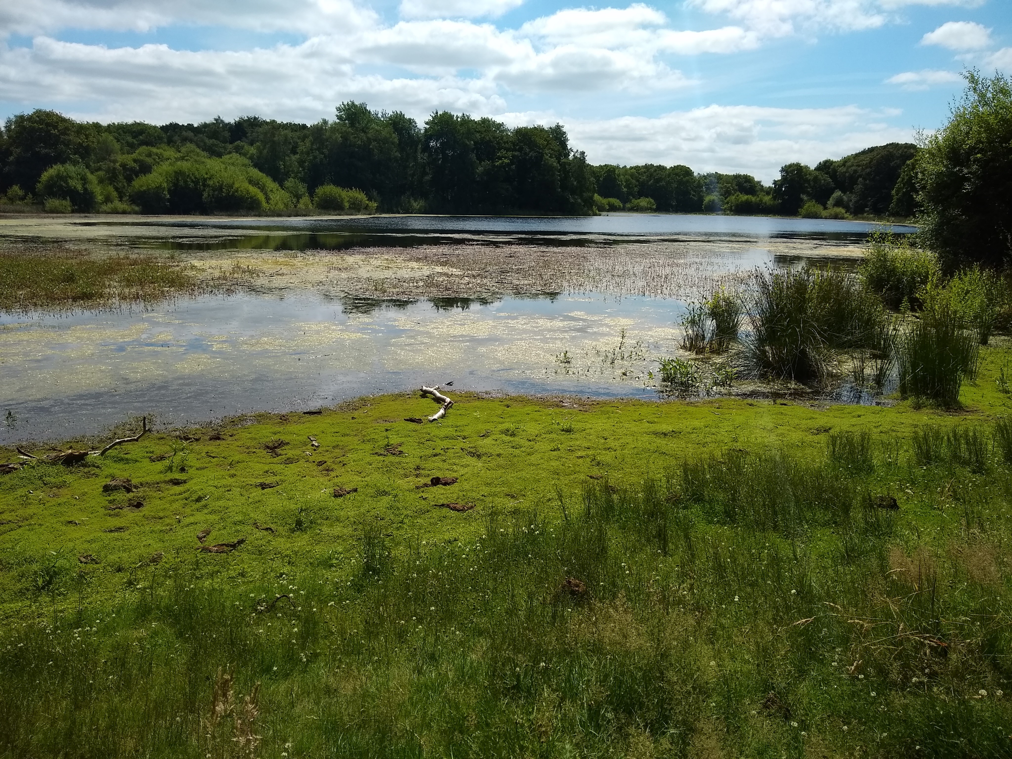 Brown moss