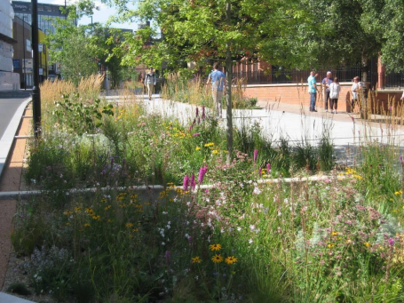 SuDS Swales in mid-summer in the first year of establishment