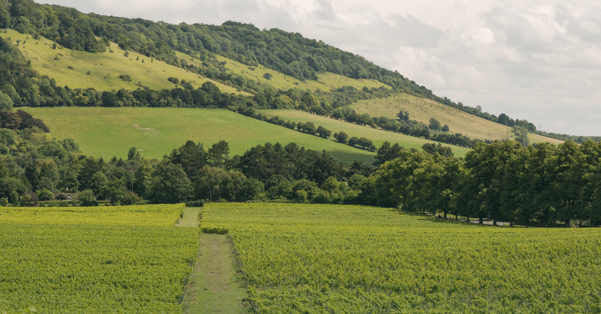 Box Hill in Surrey