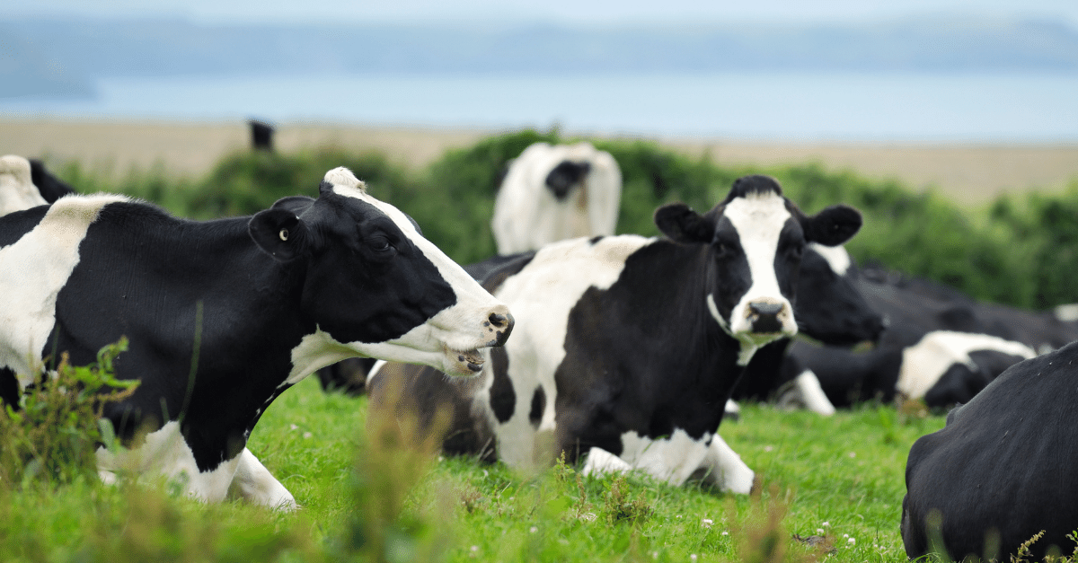 Cornwall cows