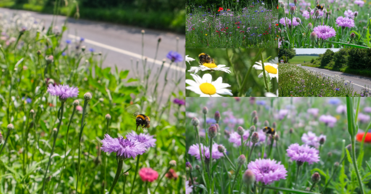 Wildflowers in West Berkshire